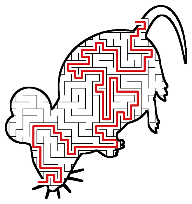 Solved Mouse maze, the way through marked in red