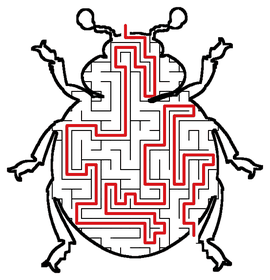 Solved Ladybug maze