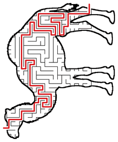 Solved Camel maze